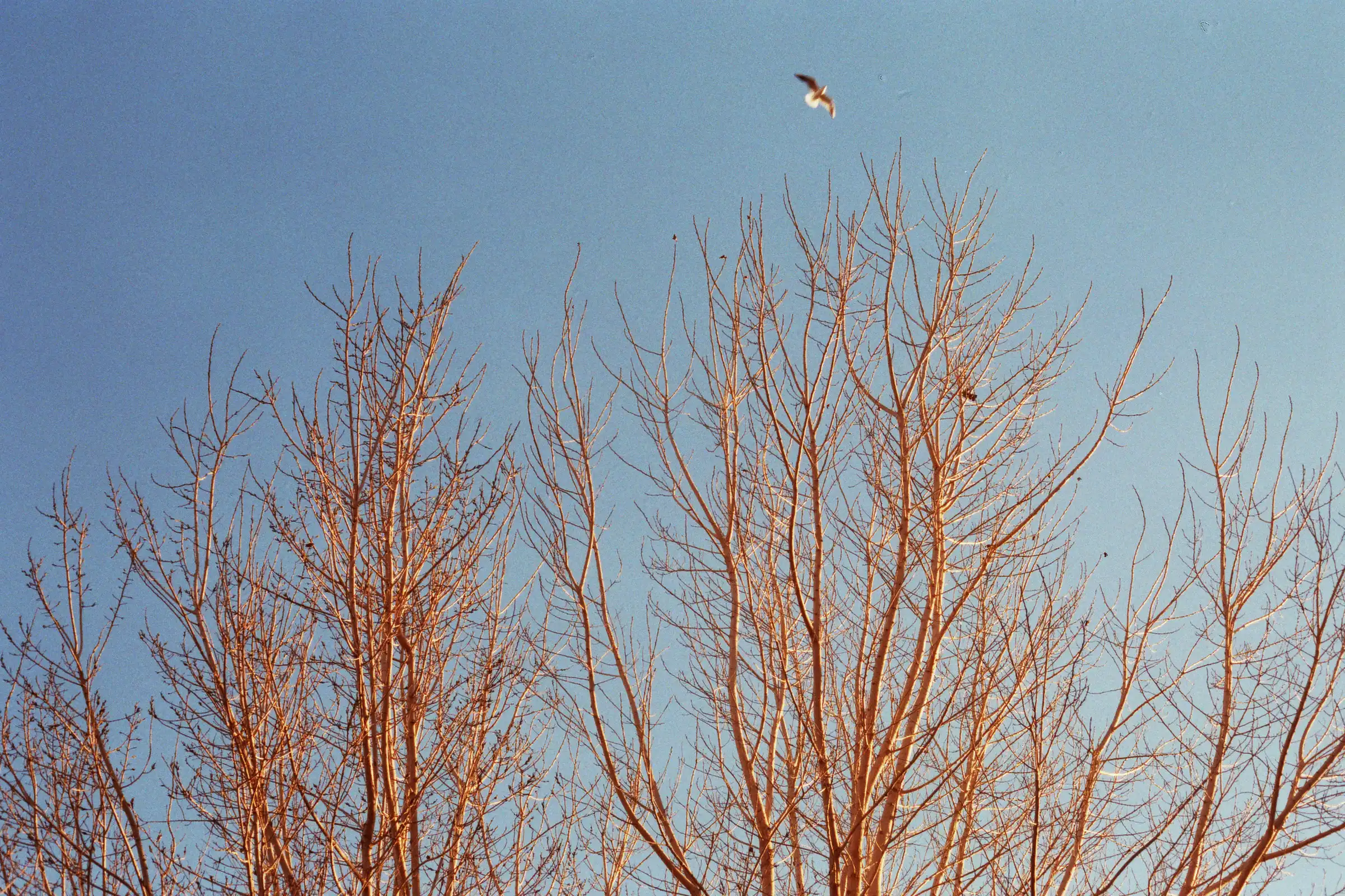 Trees lit by sunlight and a seagull flying over the branches