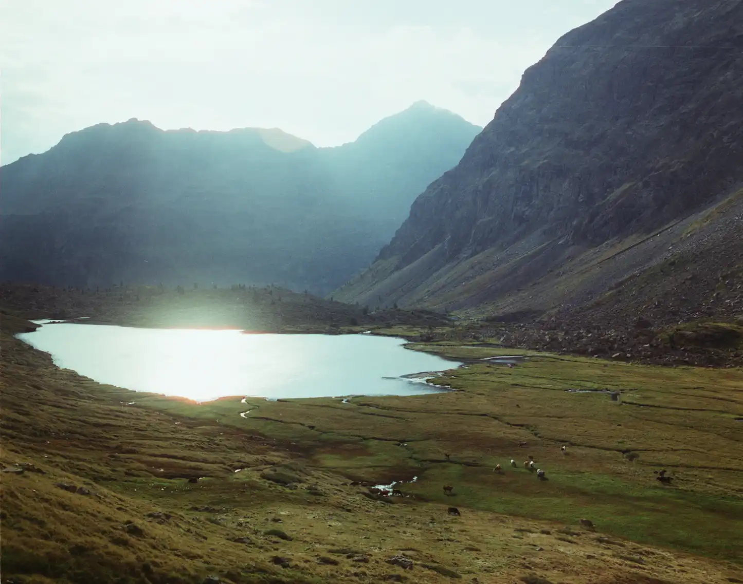 Cows grazing by a lake in a sunny landscape.